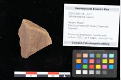 Foto (Objekt + Etikett) von Salvinia mildeana Goeppert (NHMW-GEO-2024-0188-0114)